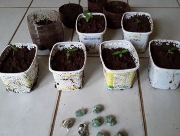 Polícia Civil descobre plantação caseira de maconha em Sarutaiá