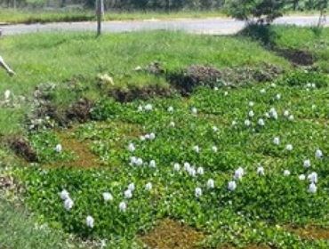 Prefeitura de Avaré para obras e lago segue infestado com planta aquática