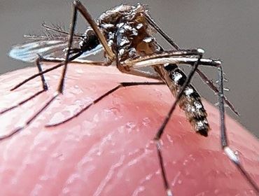 Unesp de Botucatu pesquisa uso de bactérias contra o Aedes