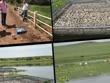48 mil quilos de peixes mortos em S. Manuel