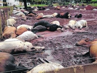 Centenas de cabeças de gado morrem e caso gera mistério