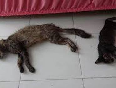 Suspeita de envenenamento de gatos no Jd. S. Paulo
