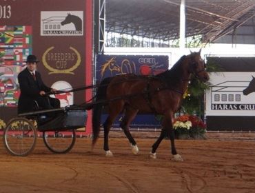 JULGAMENTO DO CAVALO ÁRABE FOI DOMINGO
