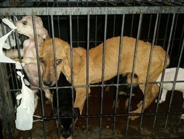 Responsável por suposta ONG com animais maltratados já havia sido multado em R$ 147 mil, diz polícia