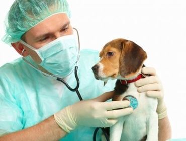 Clínica Veterinária Municipal deixa de realizar atendimentos