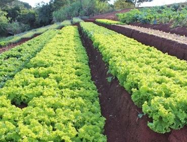 Com produtos de agricultores familiares, Prefeitura amplia Merenda Escolar