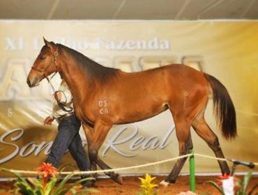 Mercado de cavalos se aquece com competições e leilões