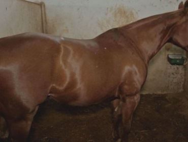 Sem ração, cavalos não treinam e etapa de classificação para torneio internacional é adiada em Avaré