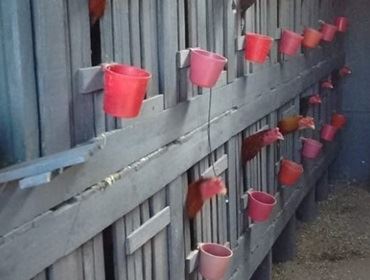 Polícia Ambiental resgata mais de 80 galos com sinais de maus-tratos em Itapeva