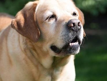 Veterinário destaca cuidados especiais com a saúde de animais idosos