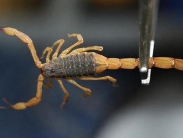 Vigilância Epidemiológica, divulga alerta à população sobre os riscos de picada de escorpião.