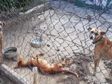 Polícia encontra cães desnutridos amarrados com correntes no interior de SP; um estava morto