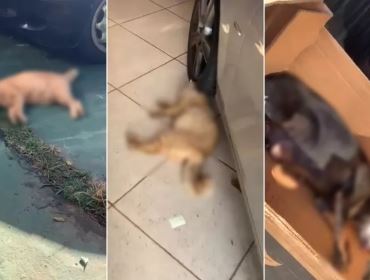Mulher denuncia morte de cachorra e gatos de estimação em condomínio: 'Deram veneno'