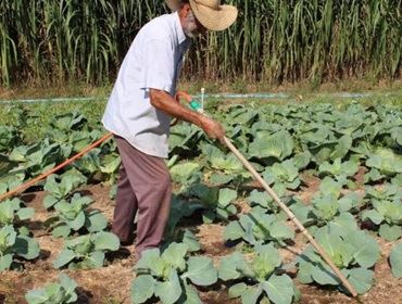 Produção orgânica de alimentos será tema de debate 