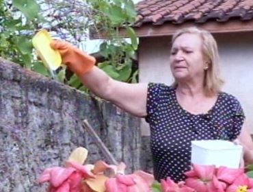 'Acho 100 caramujos ao dia', diz dona de casa sobre infestação em Avaré