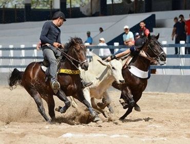 ABQM emite nota sobre aprovação de projeto que prevê regras para os Esportes Equestres