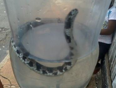Criança de cinco anos encontra uma cobra em terreno baldio em Cerqueira Cesar.
