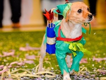 Veterinário dá dicas para que os pets aproveitem a folia do carnaval com conforto