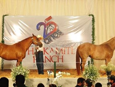 Cavalo Quarto de Milha registra valorização de 23,3% no mercado nacional