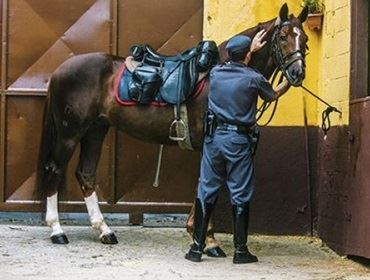 A doença de Mormo é suspeita em animais da Polícia Militar - cavalaria