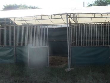 ANIMAIS DA ABQM ESTÃO SENDO LIBERADOS POR ORDEM ALFABÉTICA.