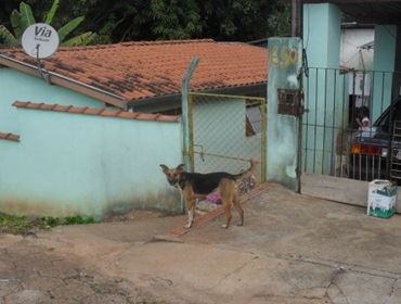 CACHORRO SOLTO AGREDINDO PESSOAS