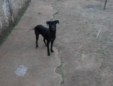 MAUS TRATO EM ANIMAIS NA RUA FRANCISCO DIAS DE ALMEIDA