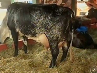 Vaca que ganhou carro em torneio leiteiro é destaque em Avaré