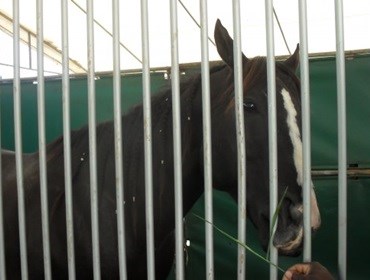 SECRETARIA DE AGRICULTURA MANTEM DECISÃO DE NÃO LIBERAR SAÍDA DE ANIMAIS.