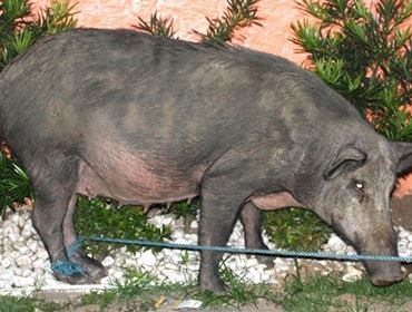 IBAMA LIBERA JAVALIS E JAVAPORCOS EM TODO O PAÍS.