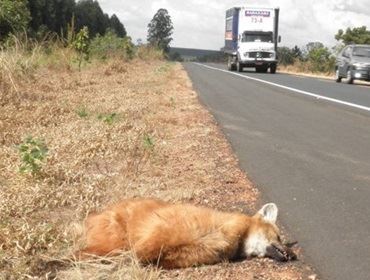 LOBO GUARÁ ENCONTRADO MORTO NAS PROXIMIDADES DE ITAÍ.